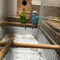 Cocorite coppia con gabbia