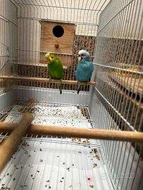 Cocorite coppia con gabbia