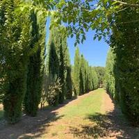 Piante di varie tipologie x giardino