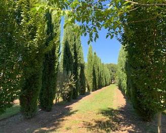 Piante di varie tipologie x giardino