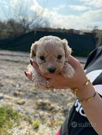 Maltipoo mini toy