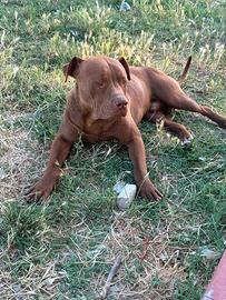 Pitbull rednose ukc