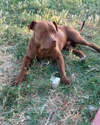 Pitbull rednose ukc
