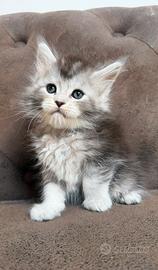 Maine coon altissima genealogia linee estere top