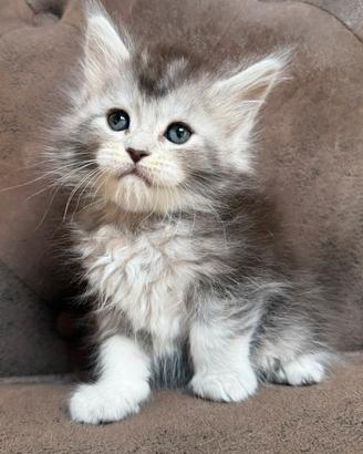 Maine coon altissima genealogia linee estere top
