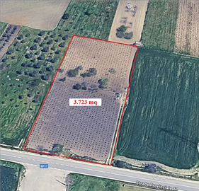 Vendita vigneto e frutteto