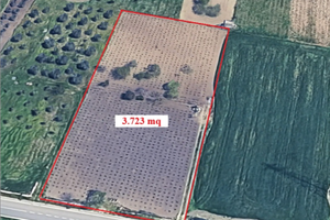 Vendita vigneto e frutteto