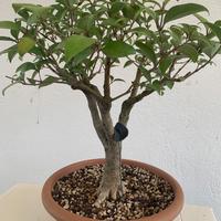 Prebonsai  di ligustro