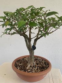 Prebonsai  di ligustro