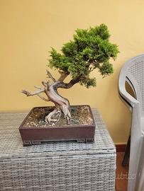 Bonsai Ginepro Itoigawa ( giapponese)