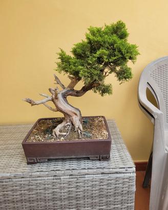 Bonsai Ginepro Itoigawa ( giapponese)