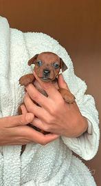 Meravigliosa cucciolata di pinscher nano