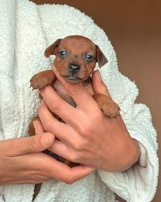 Meravigliosa cucciolata di pinscher nano