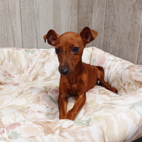 Pinscher nano maschio cucciolo