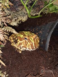 Rana Pacman