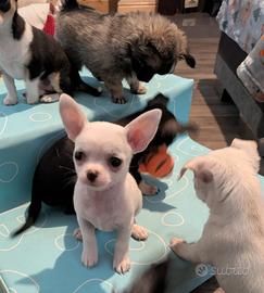 Cucciolata di chihuahua solo maschi
