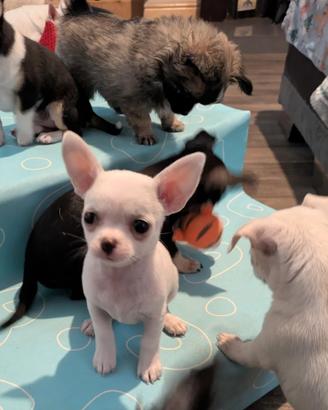 Cucciolata di chihuahua solo maschi