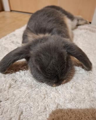 Coniglio ariete nano