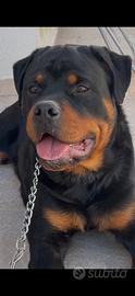 Rottweiler Maschio Pedigree Rosa per Monta
