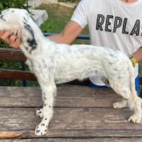 Cucciola setter inglese