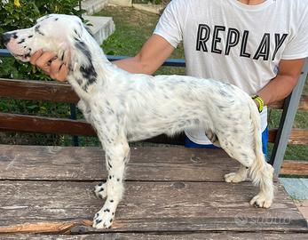 Cucciola setter inglese