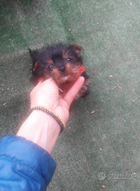 Yorkshire cuccioli taglia molto piccola