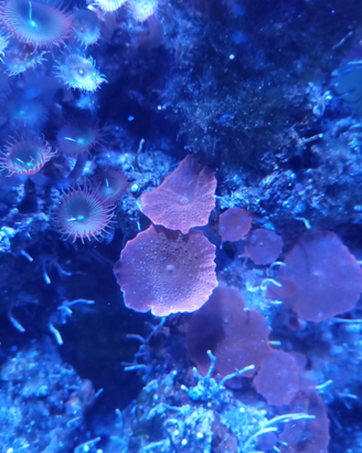 Discosoma rosso