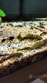 Pesci Ancistrus