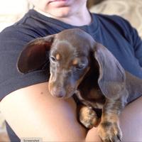 Bassotto cioccolato FEMMINA con Pedigree ENCI