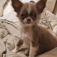 Chihuahua