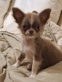 Chihuahua