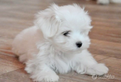 Maltese maschio
