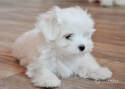 Maltese maschio