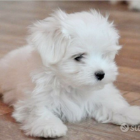 Maltese maschio