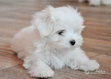Maltese maschio
