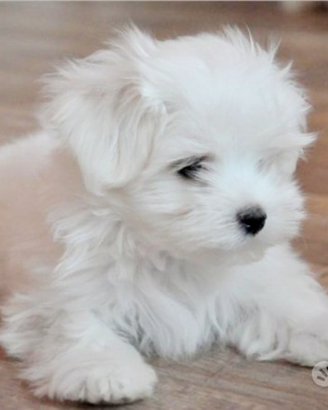 Maltese maschio
