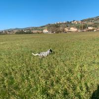 Setter Inglese