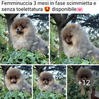 Volpino di pomerania nano