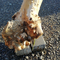 Radice albero decorativa