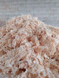 truciolo cavalli classe 1