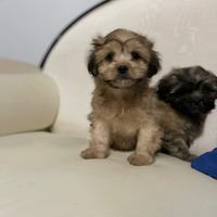 Shitpoo cuccioli