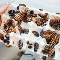 Blatte Dubia a S G. Milanese, anche colonia