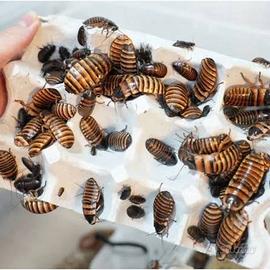 Blatte Dubia a S G. Milanese, anche colonia