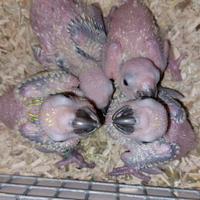 Pullli conuri del sole