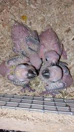 Pullli conuri del sole