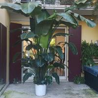 PIANTA STRELITZIA sterlizia  NICOLAI  gigante