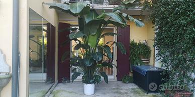 PIANTA STRELITZIA sterlizia  NICOLAI  gigante