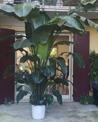 PIANTA STRELITZIA sterlizia  NICOLAI  gigante