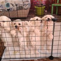 Maltese