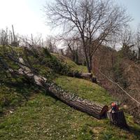 2 tronchi di noce secco